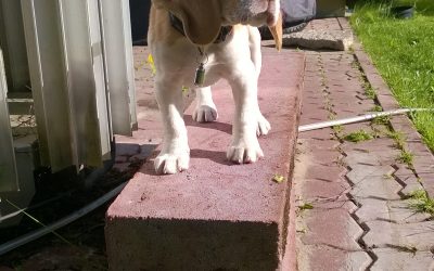 Kivi